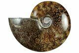 Polished Cretaceous Ammonite (Cleoniceras) Fossil - Madagascar #305952-1